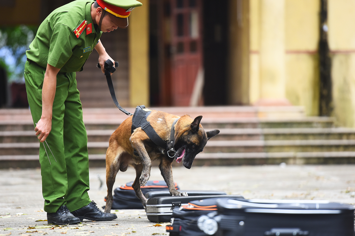 Chó nghiệp vụ phá án